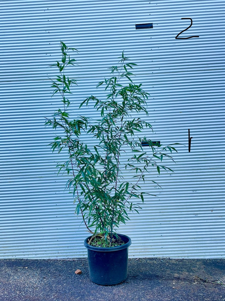 Black Bamboo Nigra - Premium Black Running Bamboo (Phyllostachys nigra) - NOTE THIS IS A RUNNING BAMBOO