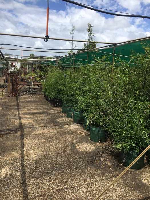 Black Bamboo Nigra - Premium Black Running Bamboo (Phyllostachys nigra)