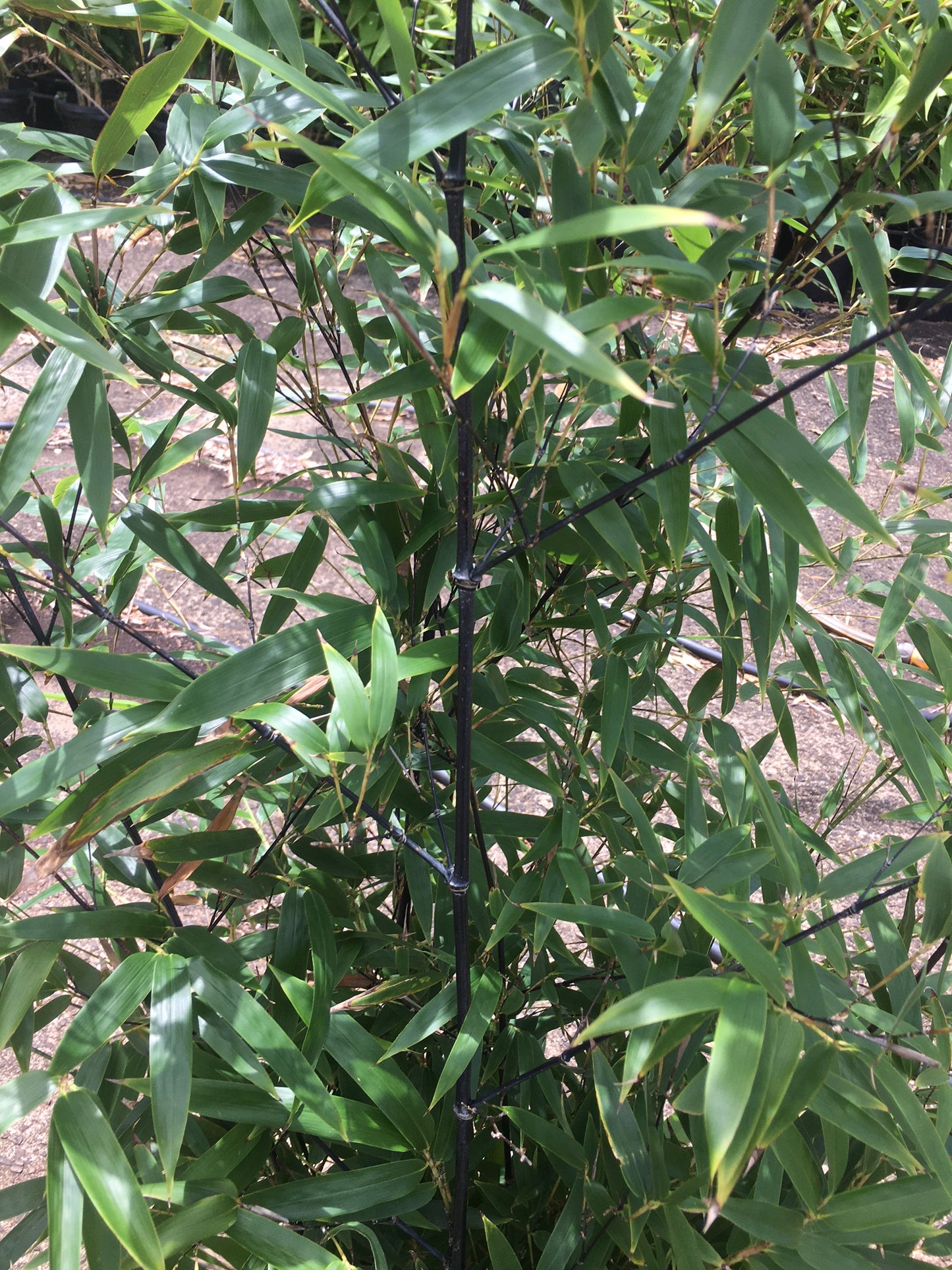 Black Bamboo Nigra - Premium Black Running Bamboo (Phyllostachys nigra) - NOTE THIS IS A RUNNING BAMBOO