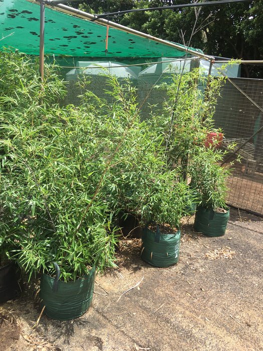 Black Bamboo Nigra - Premium Black Running Bamboo (Phyllostachys nigra)