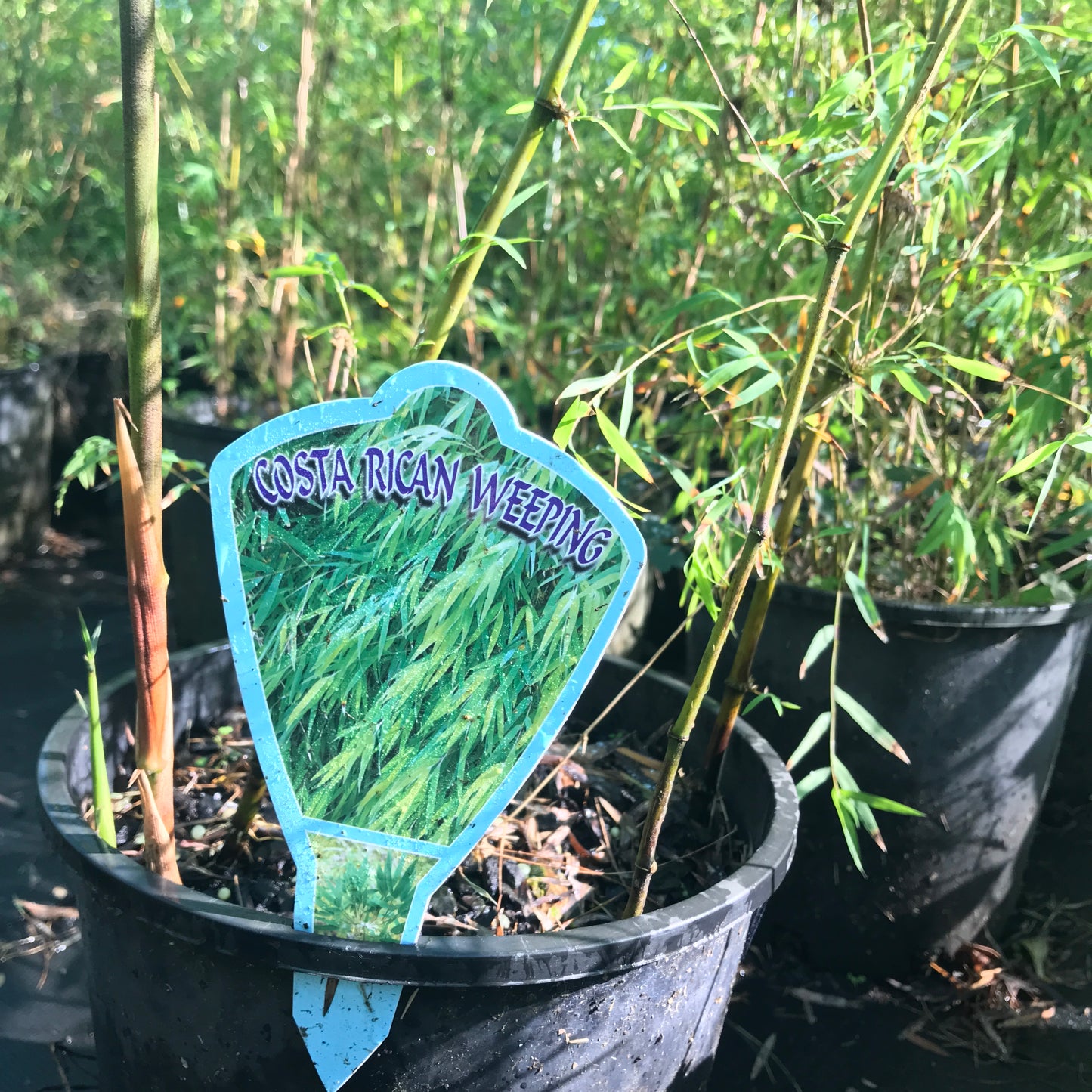 Costa Rican Weeping (Chusquea coronalis)