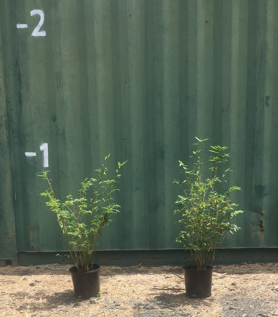 Stripestem Fernleaf (Bambusa multiplex cv Stripestem fernleaf)