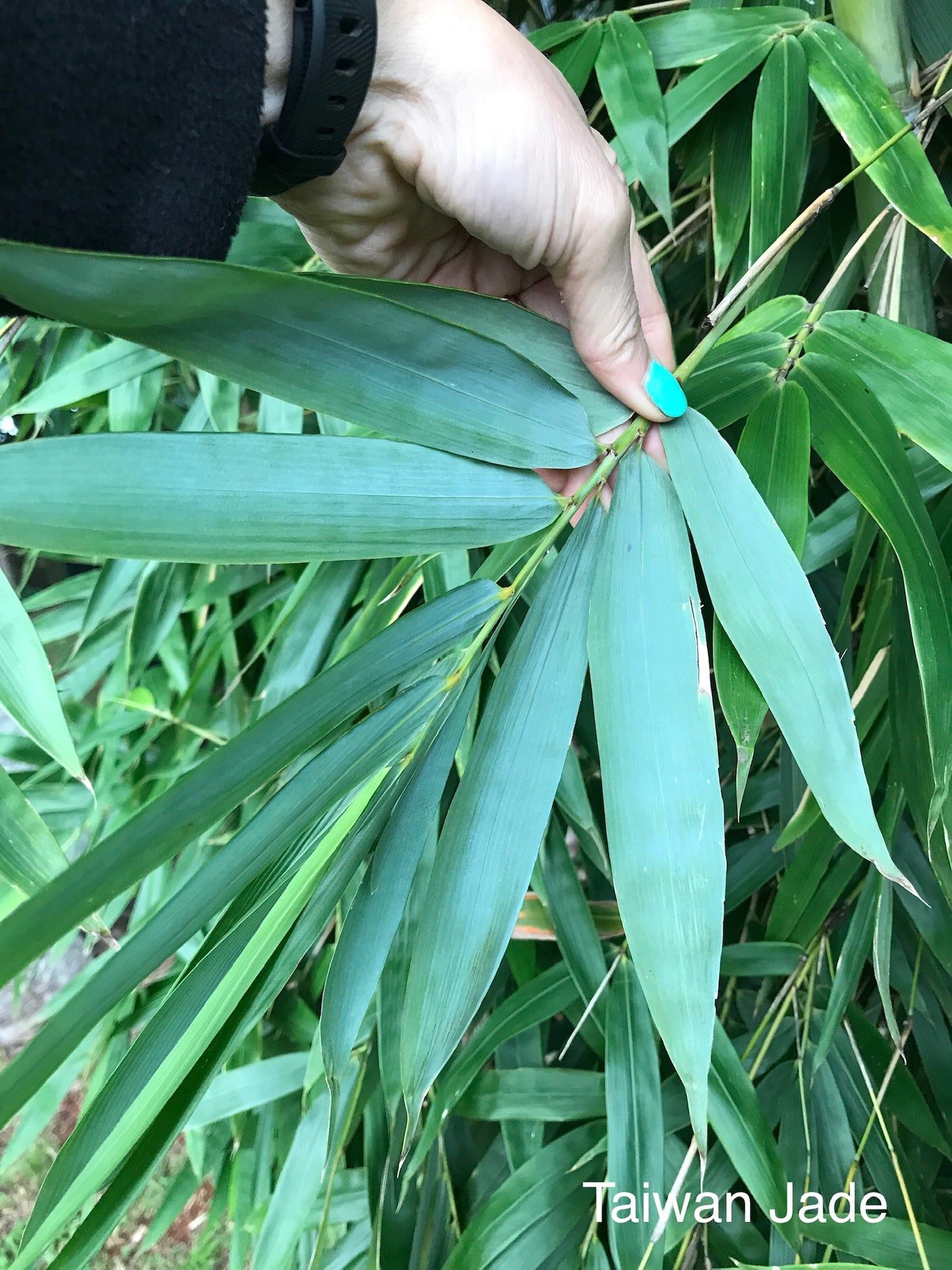 Taiwan Jade (Bambusa dolichomerithalla)