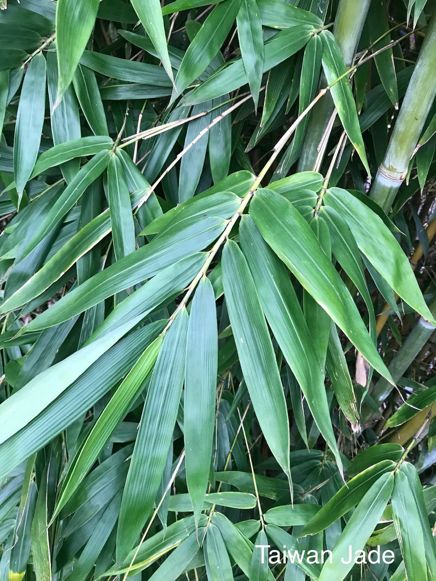 Taiwan Jade (Bambusa dolichomerithalla)