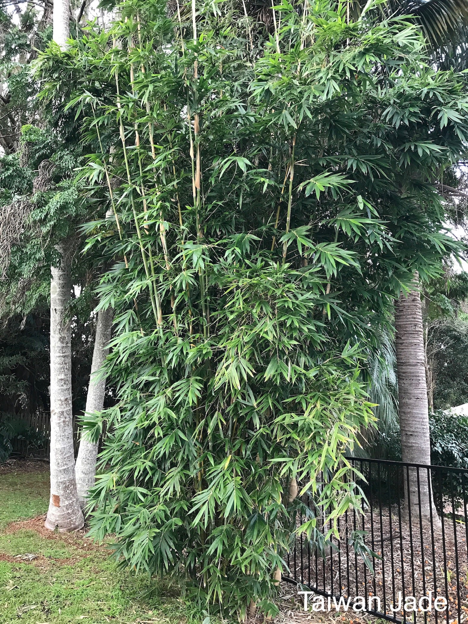 jade bamboo plant Taiwan Jade (Bambusa dolichomerithalla) – Bamboo World Nursery