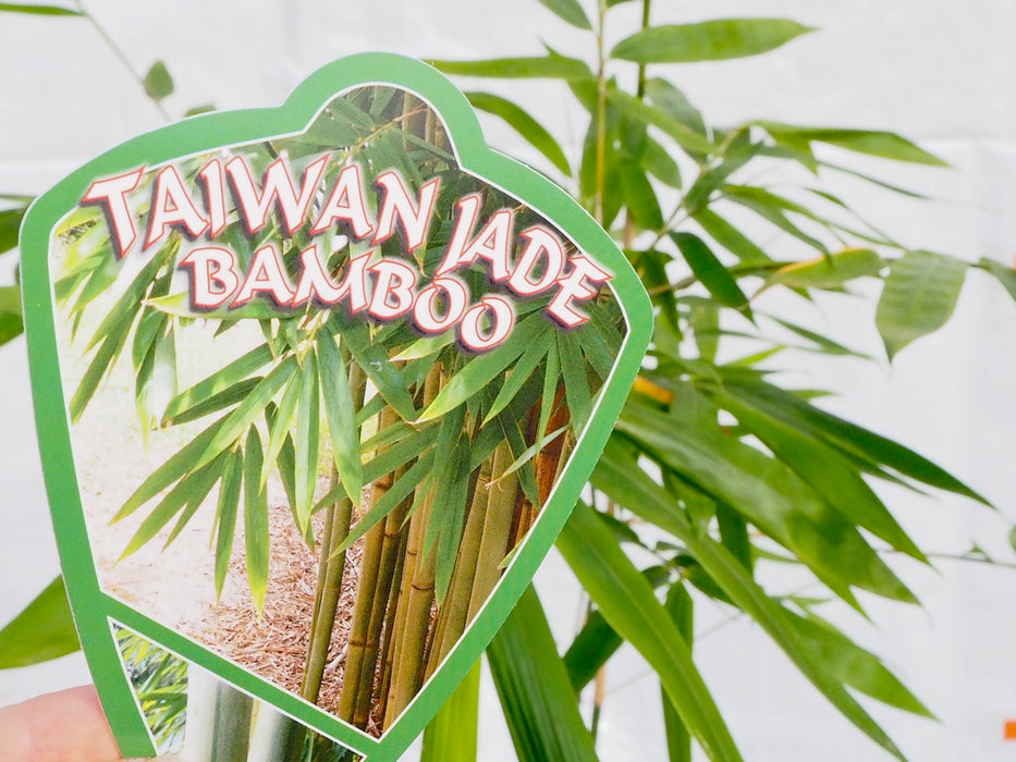 BEST SELLER - Taiwan Jade (Bambusa dolichomerithalla)