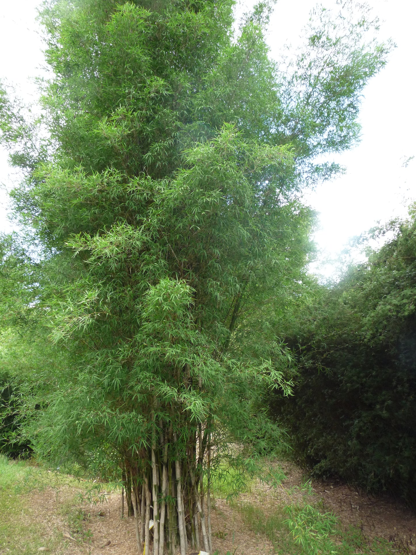 Monastery Bamboo (Thyrostachys Siamensis)