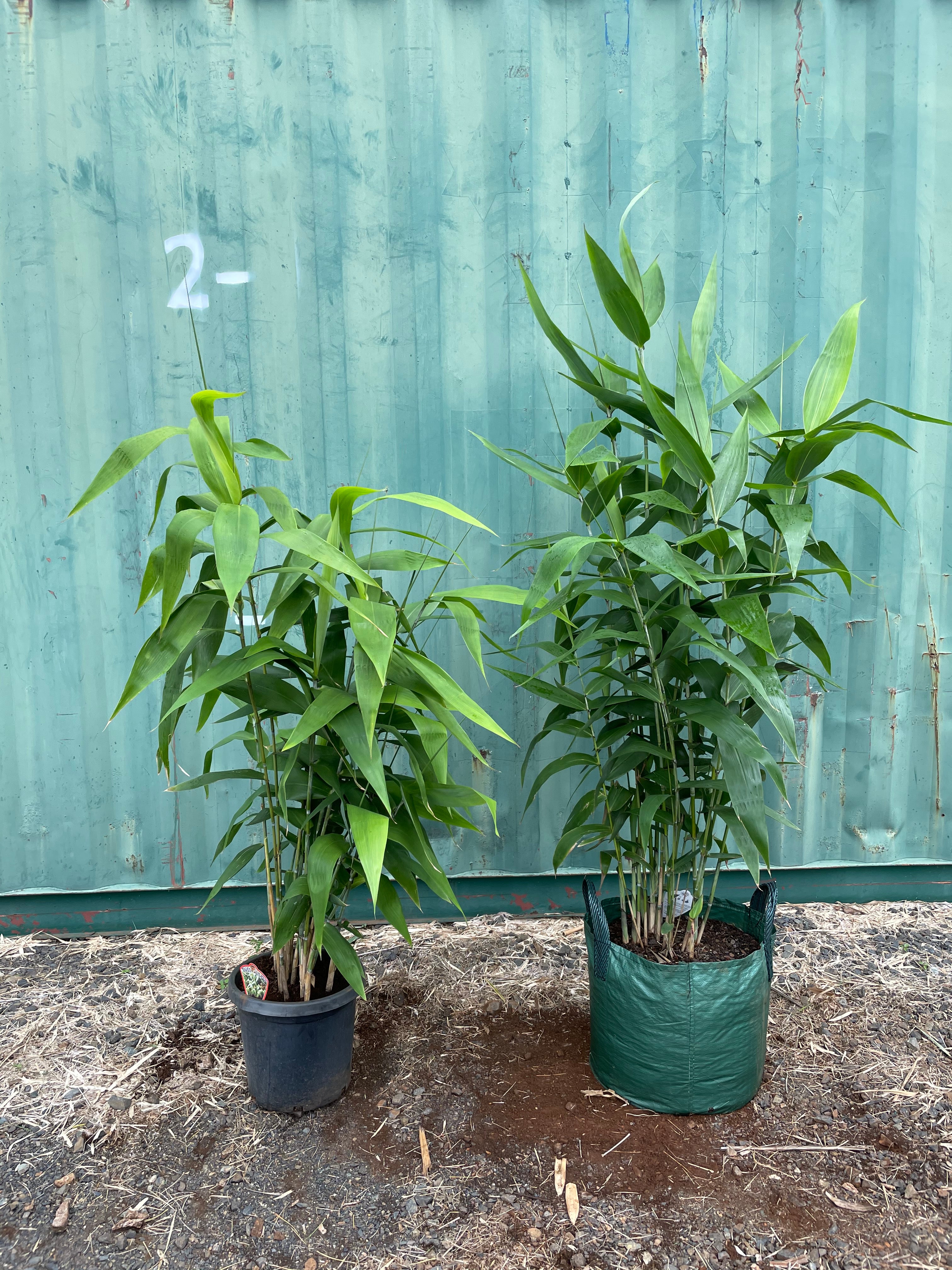 Clumping Bamboo & Tropical Plant Specialists – Bamboo World Nursery