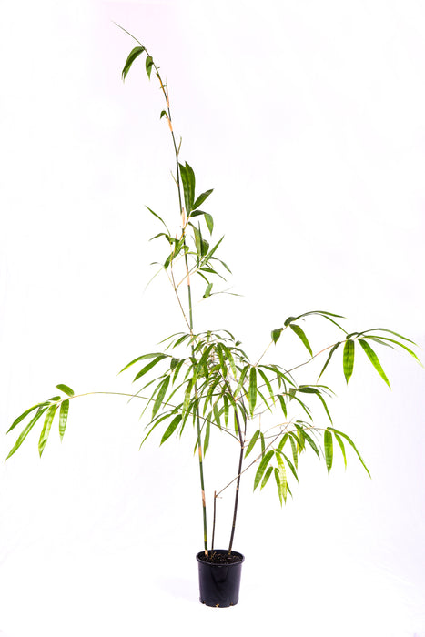 Java Black (Gigantochloa atroviolacea)