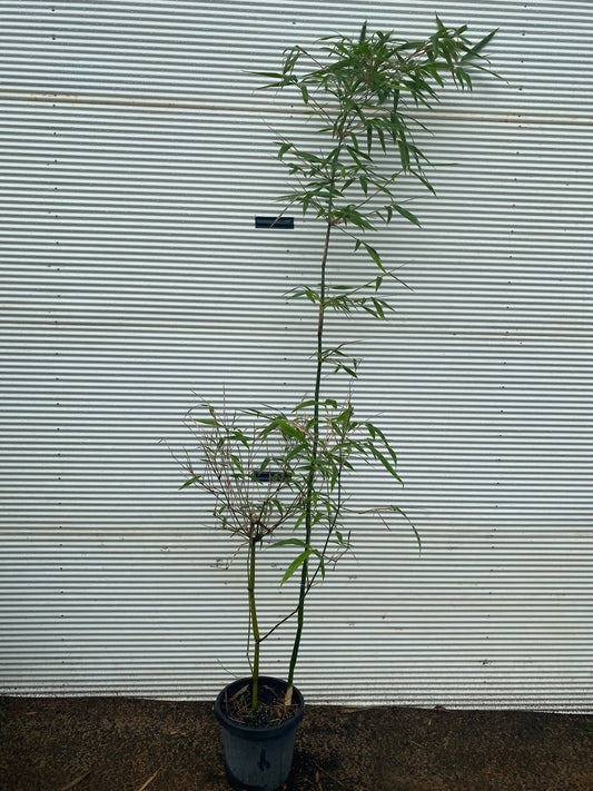 Bambusa tulda (Bengal Bamboo)