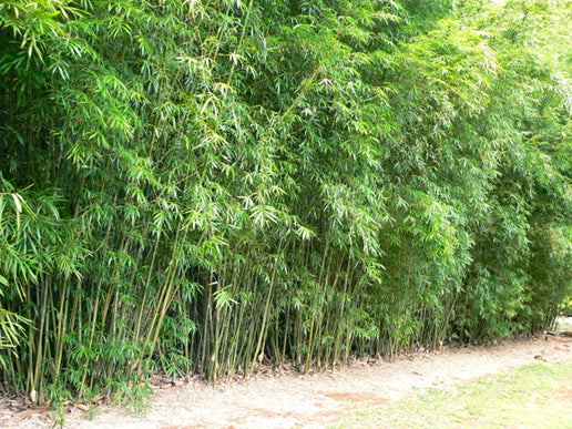 Goldstripe Weavers (Bambusa spp albostriata)