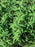 Willowy (Bambusa multiplex cv Willowy)