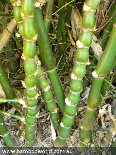 Buddha's Belly True (Bambusa Ventricosa)