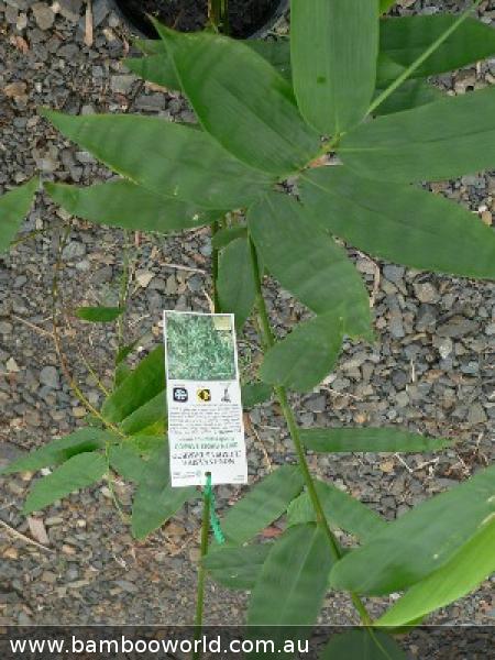 Green Ghost (Bambusa Dendrocalamus minor)