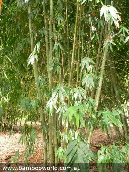 Green Ghost (Bambusa Dendrocalamus minor)