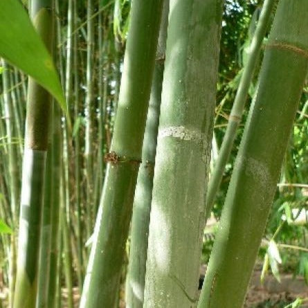 Green Ghost (Bambusa Dendrocalamus minor)