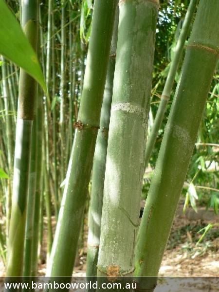 Ghost Bamboo (Dendrocalamus minor var Amoenus)