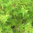 Stripestem Fernleaf (Bambusa multiplex cv Stripestem fernleaf)