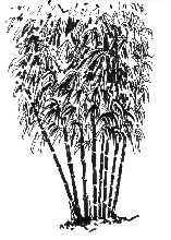 Java Black (Gigantochloa atroviolacea)