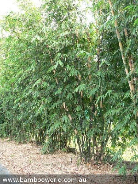 Java Black (Gigantochloa atroviolacea)