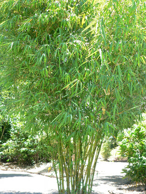 Malay Dwarf Green (Bambusa heterostachya)