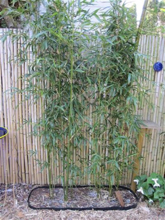 Bamboo Root Barrier for your garden bed